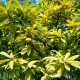 Dilenie indická - Dillenia indica - prodej semen - 6 ks