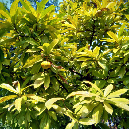 Dilenie indická - Dillenia indica - prodej semen - 6 ks