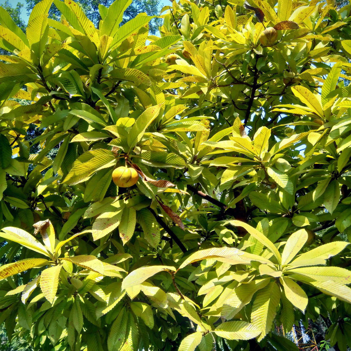 Dilenie indická - Dillenia indica - prodej semen - 6 ks