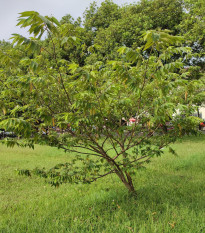 Třešeň jamajská - Muntingia calabura - prodej semen - 6 ks