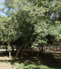 Divoká mimóza - Leucaena leucocephala - prodej semen - 7 ks