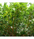 Fíkovník indický - Ficus benghalensis - prodej semen - 5 ks