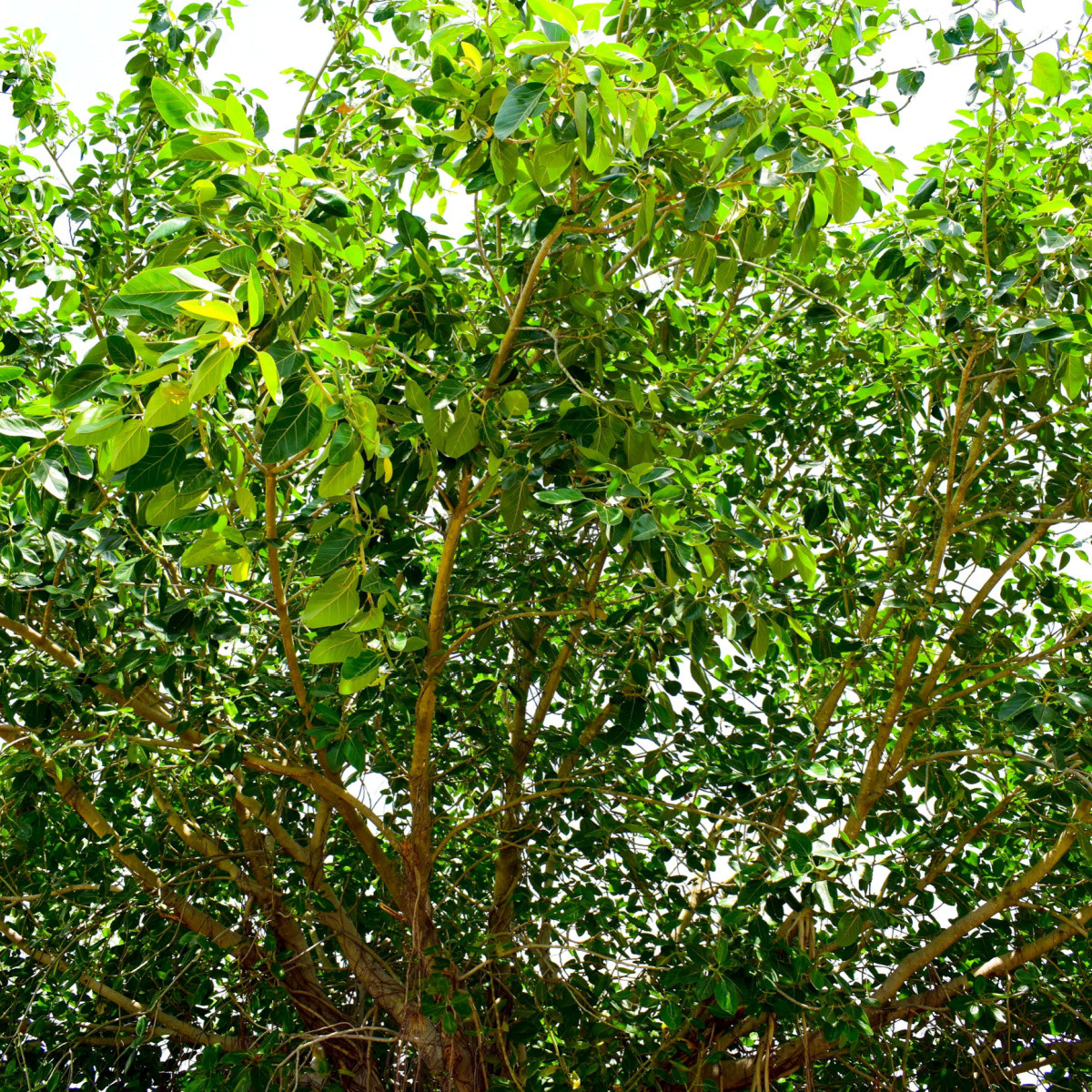 Fíkovník indický - Ficus benghalensis - prodej semen - 5 ks