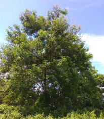 Albízie - Albizia lebbeck - prodej semen - 4 ks