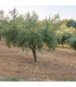 Olivovník evropský - Olea europeae - prodej semen - 5 ks