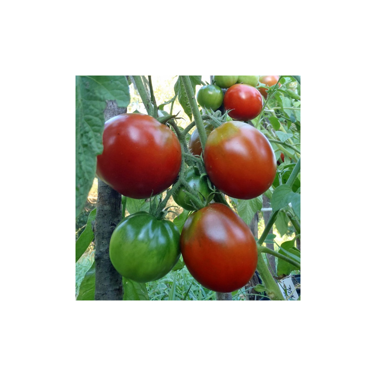 BIO Rajče Black Trifele - Solanum lycopersicum - prodej bio semen - 7 ks