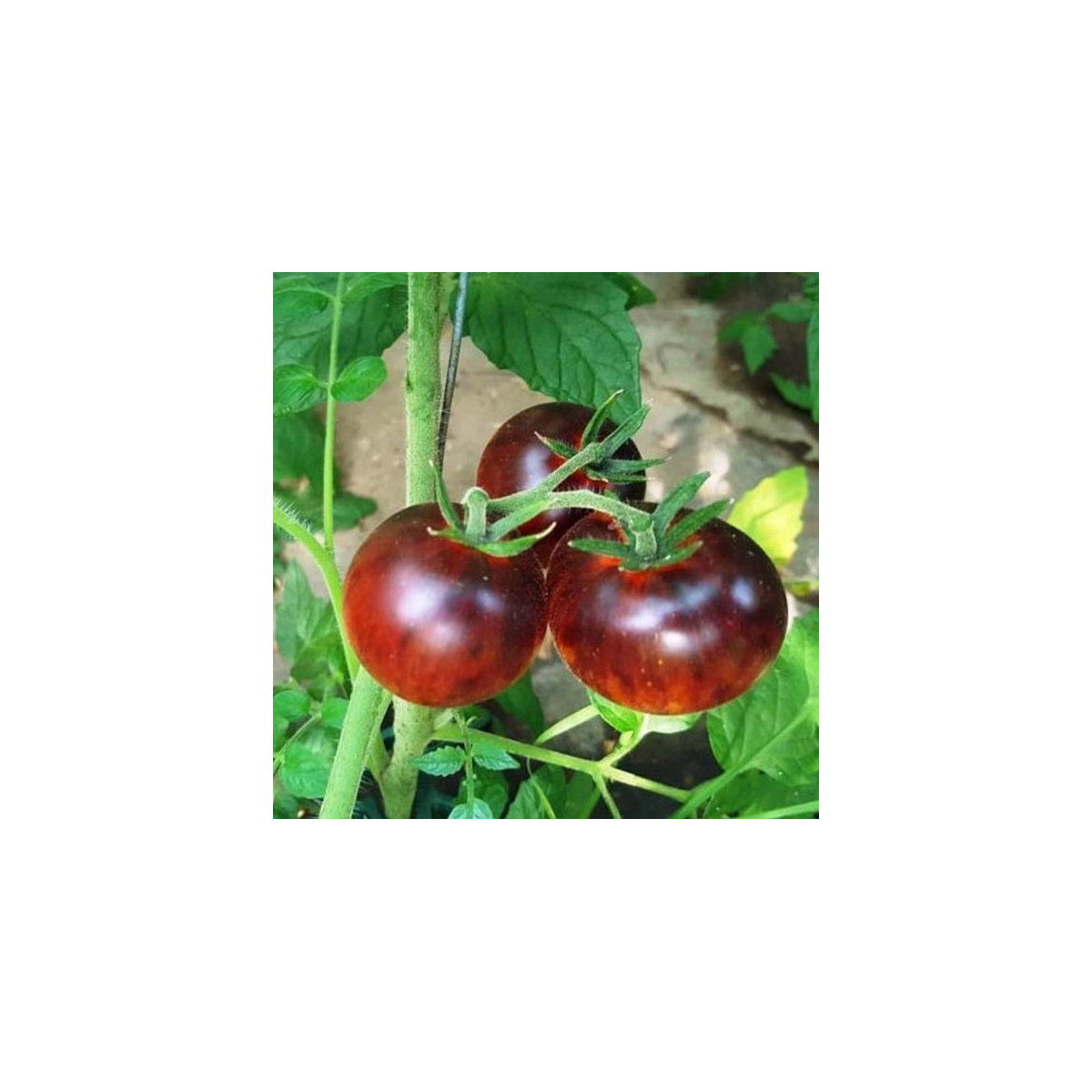 BIO Rajče Black Trifele - Solanum lycopersicum - prodej bio semen - 7 ks