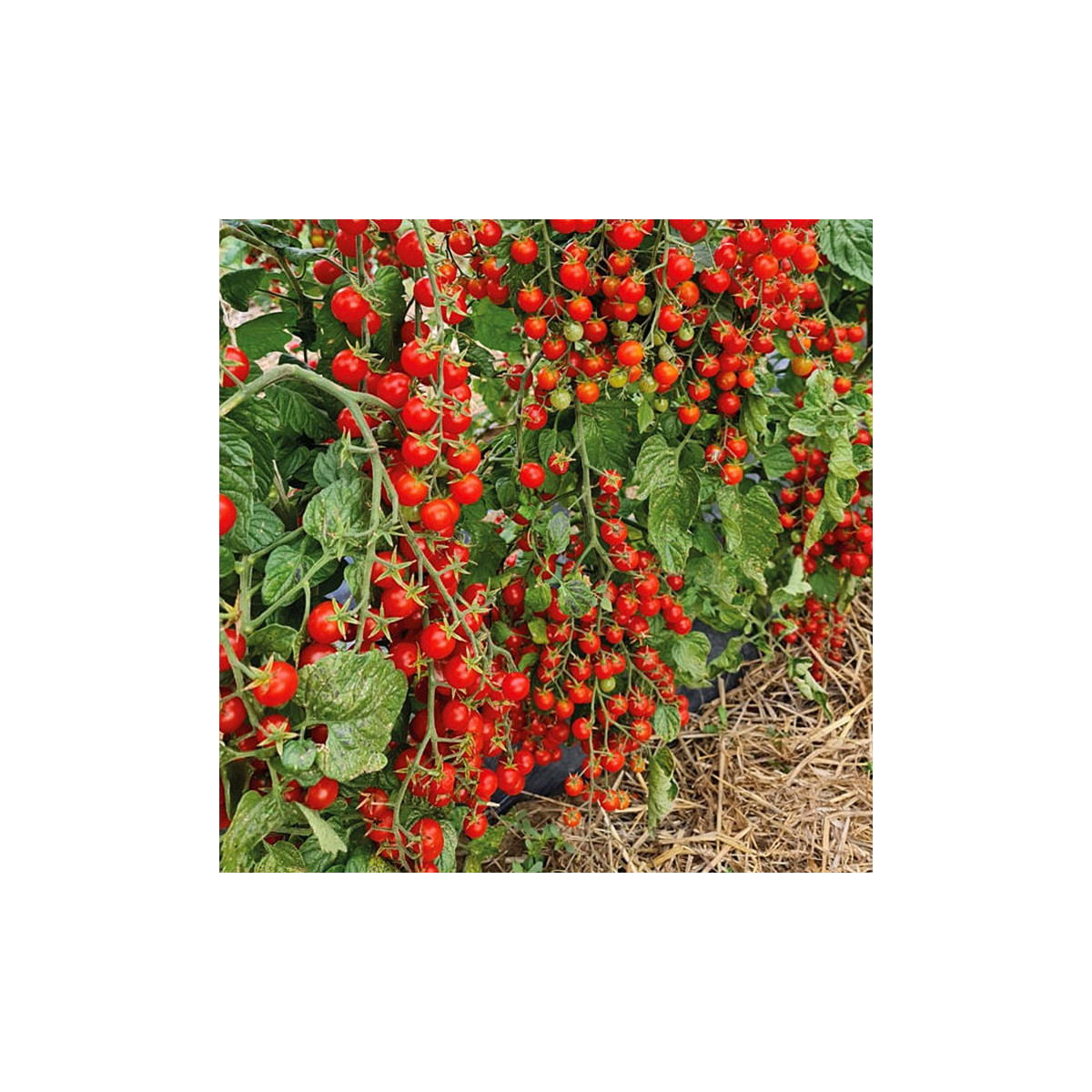 Rajče Perlino červené F1 - Solanum lycopersicum - prodej semen - 6 ks