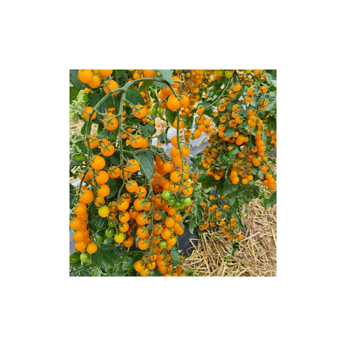 Rajče Perlino žluté F1 - Solanum lycopersicum - prodej semen - 6 ks