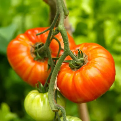 Rajče Gigantomo - Solanum lycopersicum - prodej semen - 5 ks