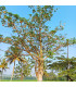 Vlnovec pětimužný - Ceiba pentandra - prodej semen - 10 ks