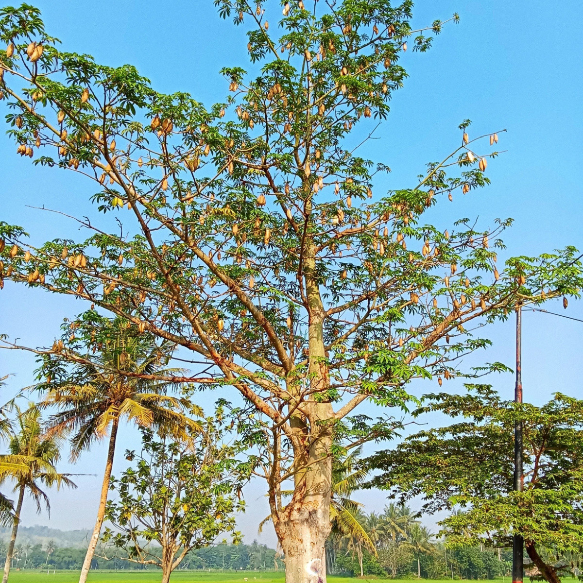 Vlnovec pětimužný - Ceiba pentandra - prodej semen - 10 ks