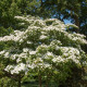 Dřín japonský - Cornus kousa - prodej semen - 12 ks