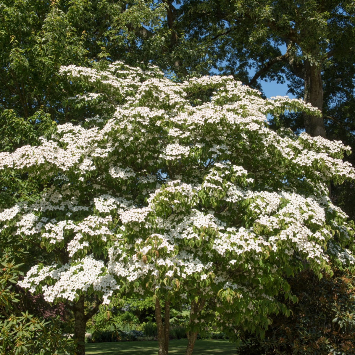 Dřín japonský - Cornus kousa - prodej semen - 12 ks