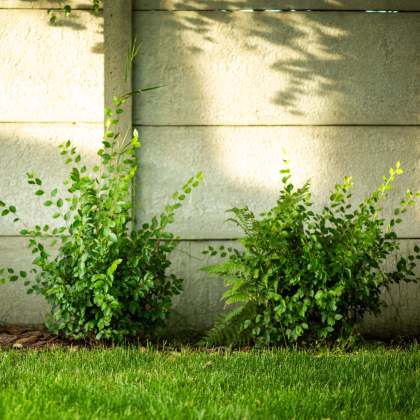 Turkestánský brest - Ulmus pumila - prodej semen - 10 ks