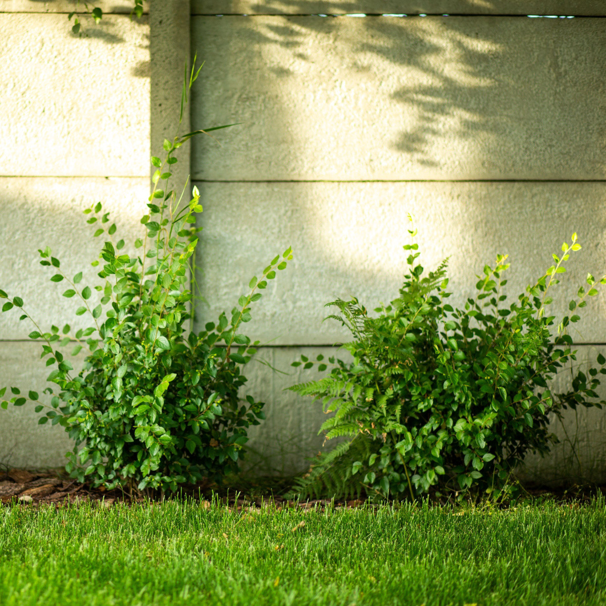 Turkestánský brest - Ulmus pumila - prodej semen - 10 ks