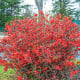 Kdoulovec - Chaenomeles japonica - prodej semen - 10 ks