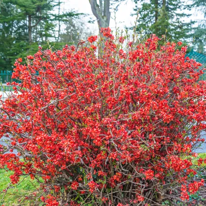 Kdoulovec - Chaenomeles japonica - prodej semen - 10 ks