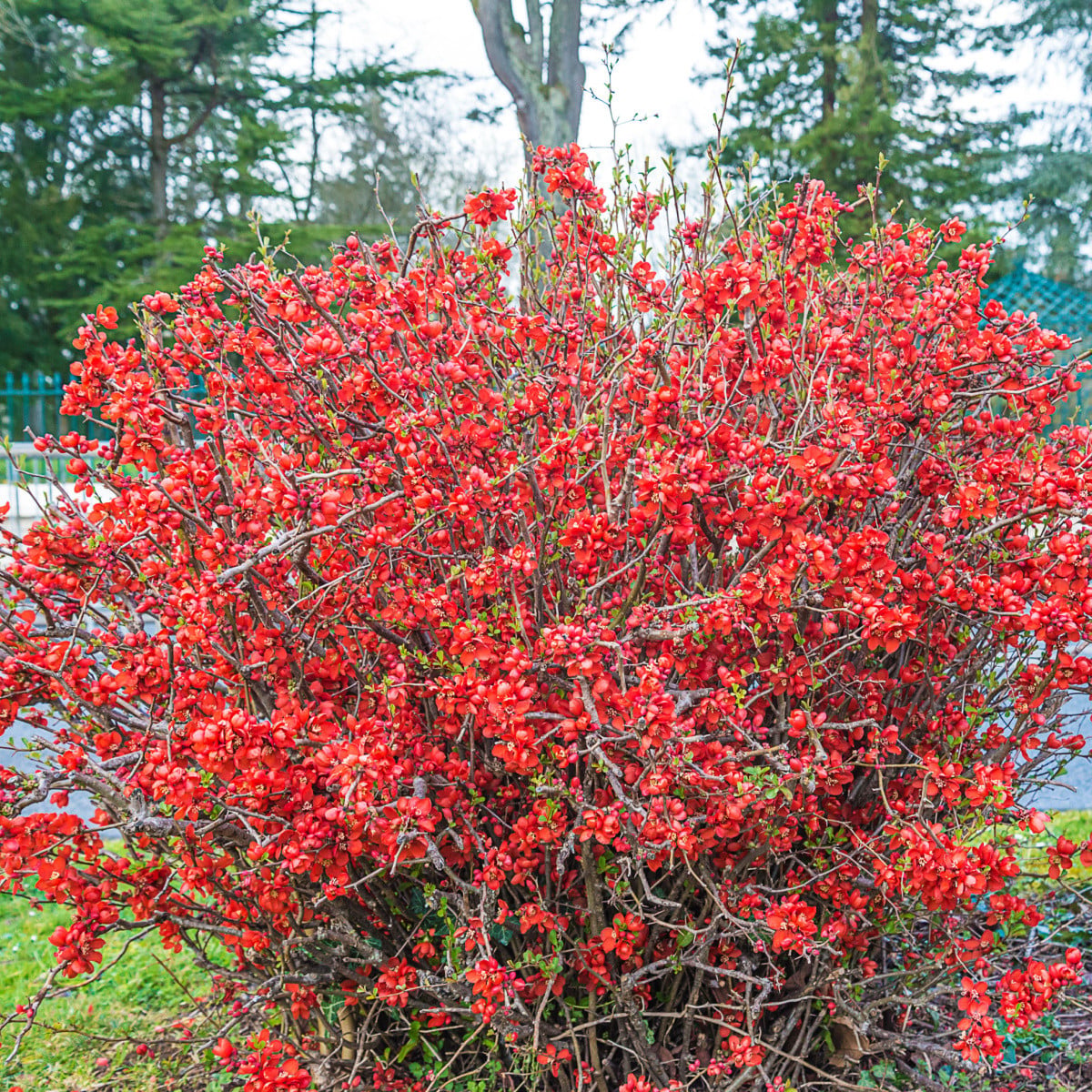 Kdoulovec - Chaenomeles japonica - prodej semen - 10 ks