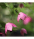 Rodochiton Purple Bells - Rhodochiton atrosanguinemum - prodej semen - 6 ks