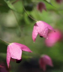 Rodochiton Purple Bells - Rhodochiton atrosanguineus - prodej semen - 6 ks