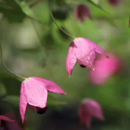 Rodochiton Purple Bells - Rhodochiton atrosanguineus - prodej semen - 6 ks