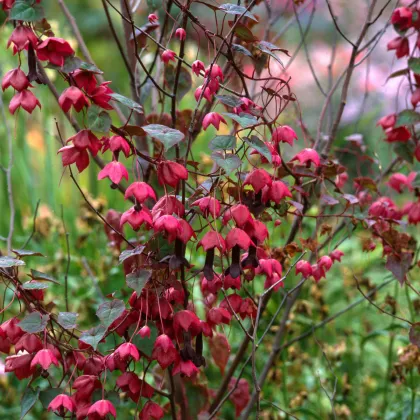 Rodochiton Purple Bells - Rhodochiton atrosanguineus - prodej semen - 6 ks