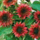 Slunečnice roční F1 červená Double dandy - Helianthus annuus - prodej semen - 6 ks