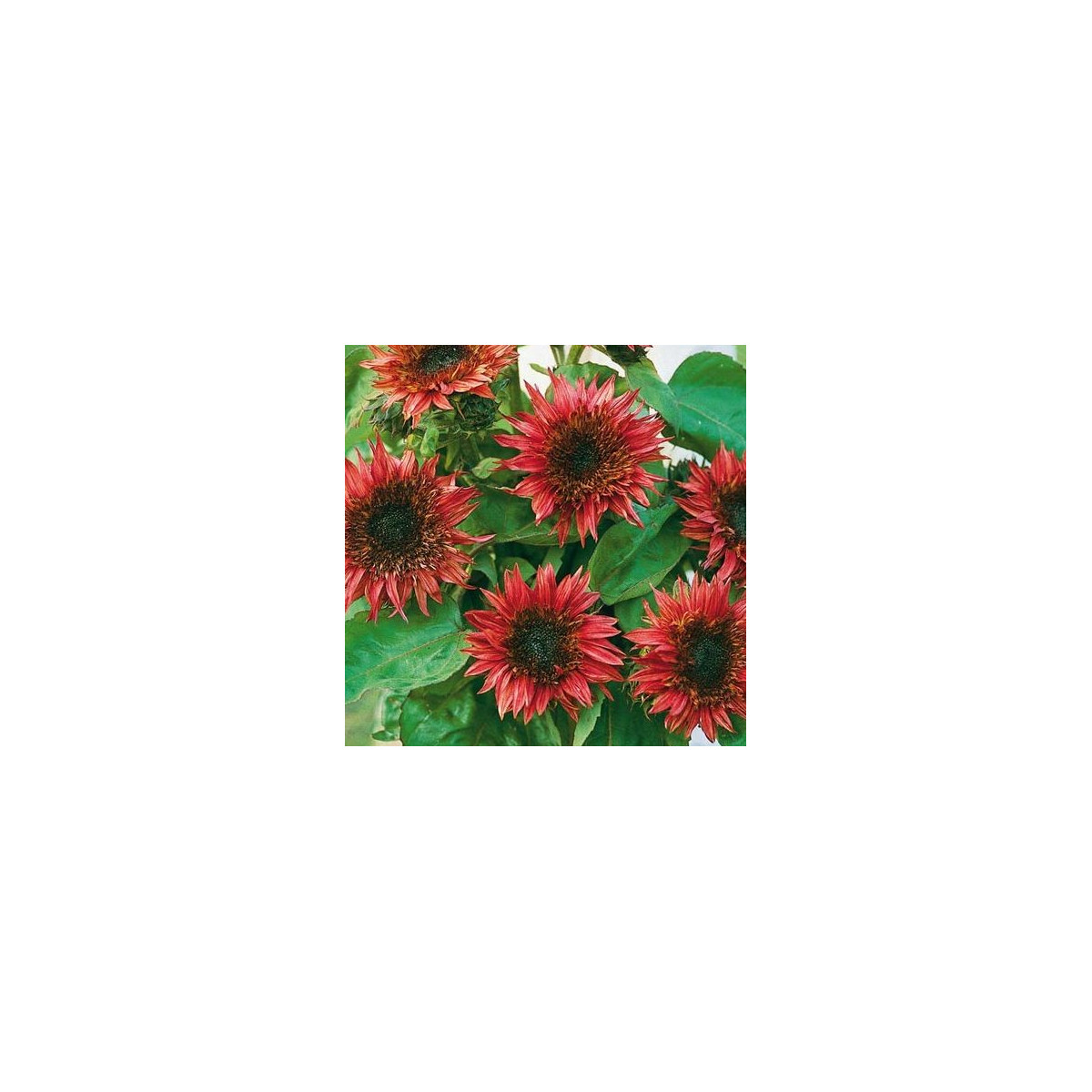 Slunečnice roční F1 červená Double dandy - Helianthus annuus - prodej semen - 6 ks
