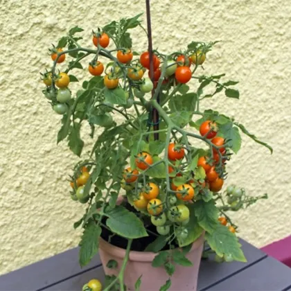 Rajče Tiny Temptations Orange F1 PhR - Solanum lycopersicum - prodej semen - 5 ks