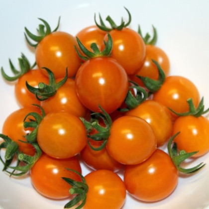 Rajče Tiny Temptations Orange PhR - Solanum lycopersicum - prodej semen - 5 ks
