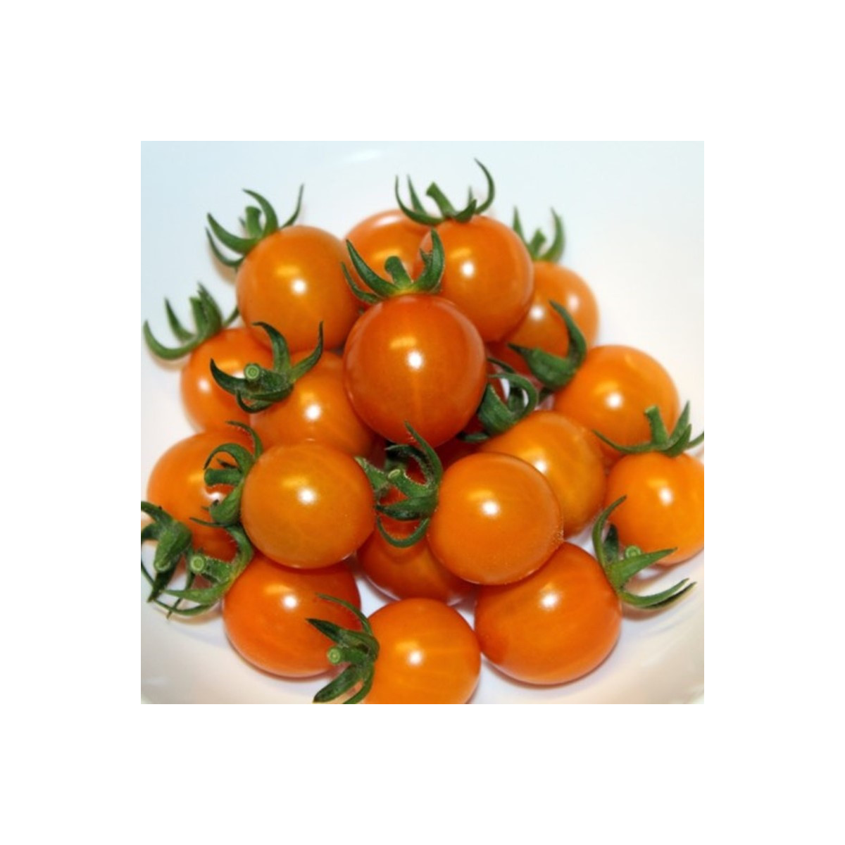 Rajče Tiny Temptations Orange PhR - Solanum lycopersicum - prodej semen - 5 ks