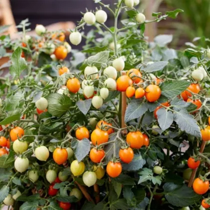 Rajče Tiny Temptations Orange F1 PhR - Solanum lycopersicum - prodej semen - 5 ks