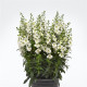 Angelonie úzkolistá Serenita white - Angelonia angustifolia - prodej semen - 6 ks