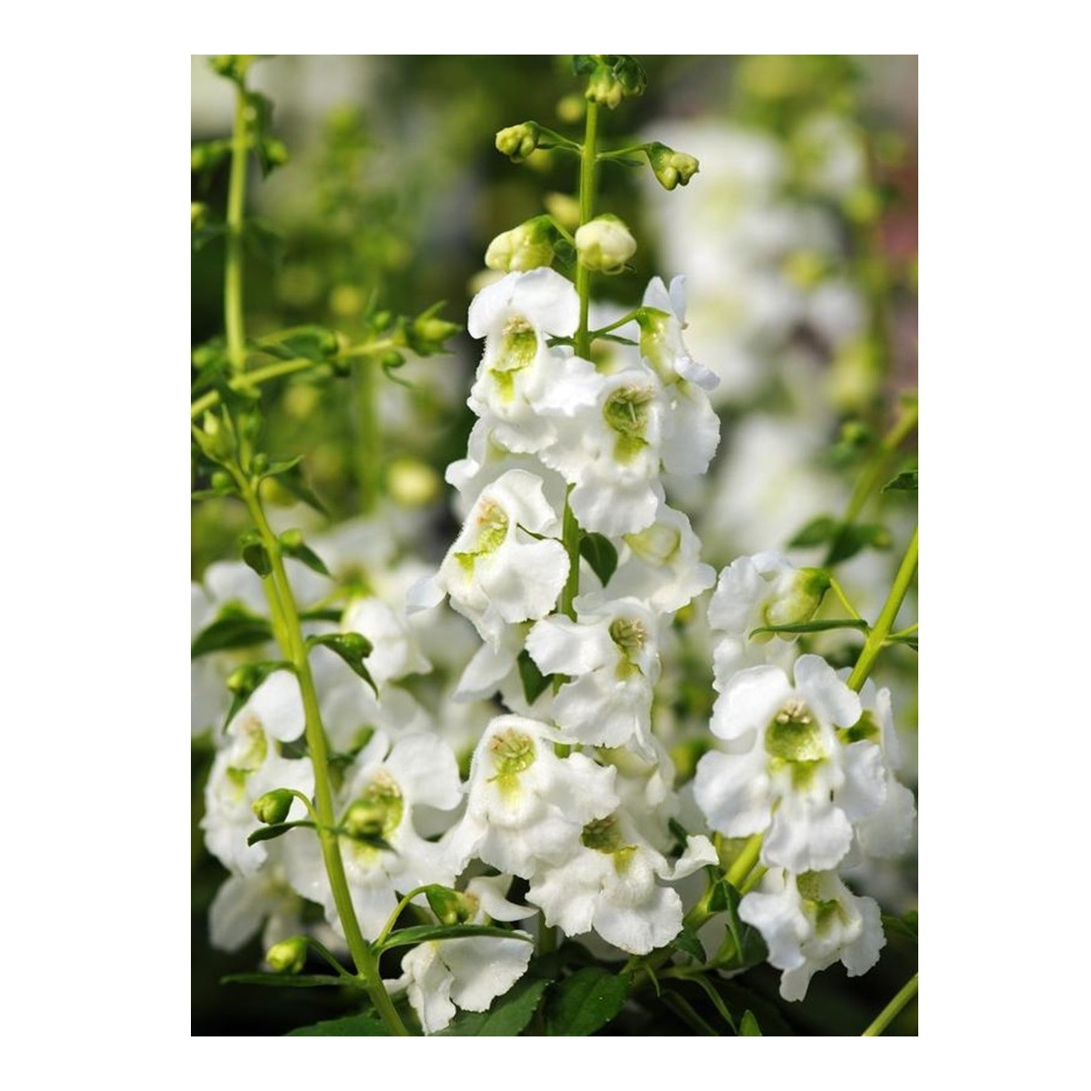 Angelonie úzkolistá Serenita white - Angelonia angustifolia - prodej semen - 6 ks