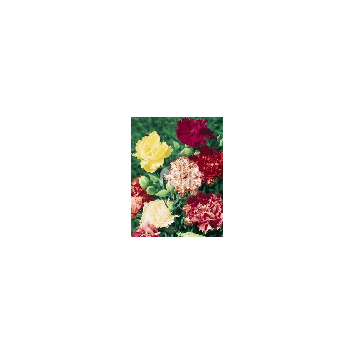 Hvozdík trpaslíčí mix barev - Dianthus caryophyllus  - prodej semen - 130 ks