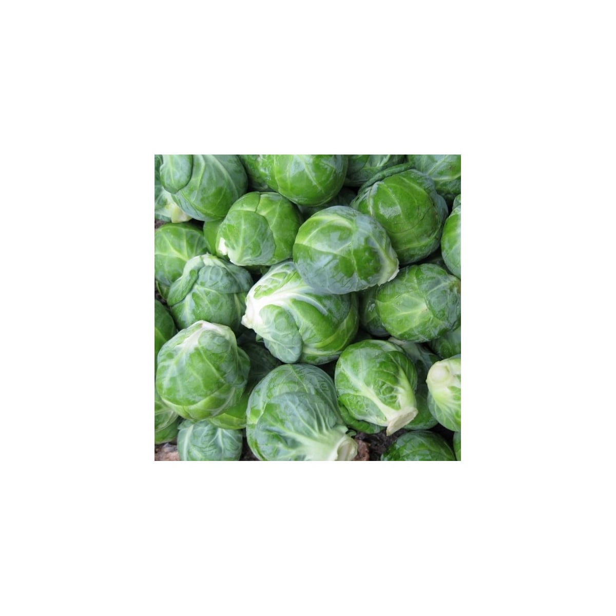 BIO Kapusta růžičková Dagan F1 - Brassica oleracea - prodej bio semen - 20 ks