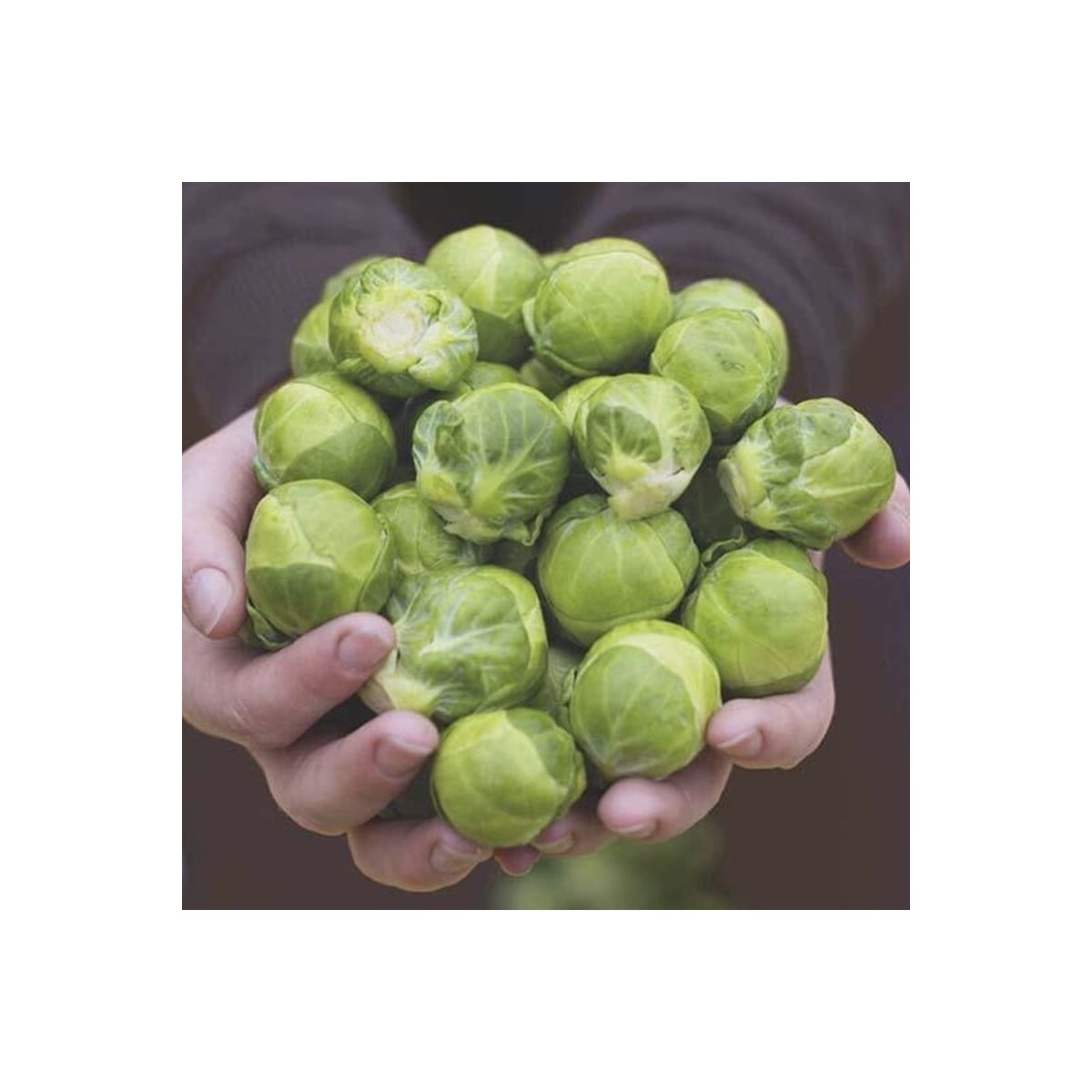 BIO Kapusta růžičková Hemera F1 - Brassica oleracea - prodej bio semen - 20 ks