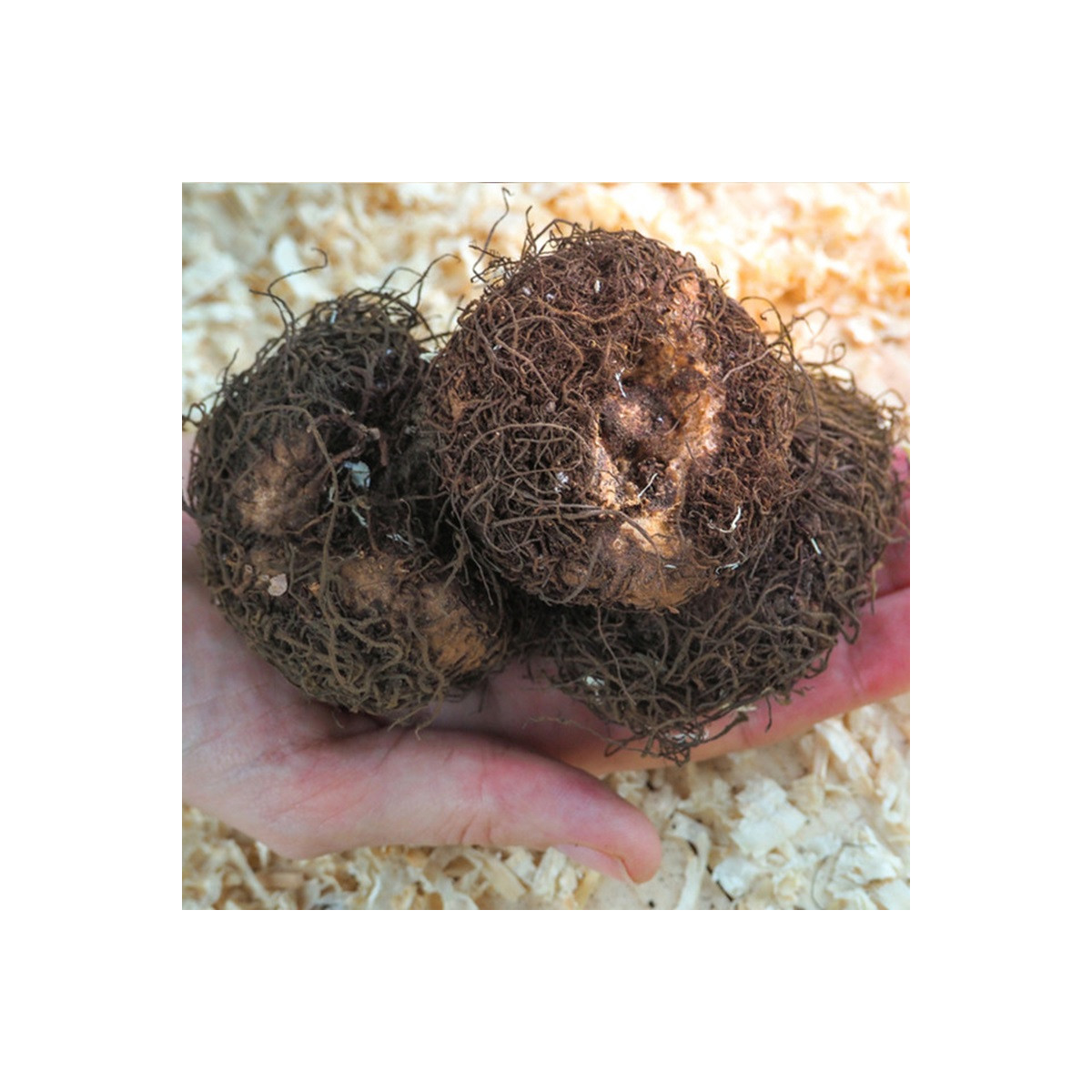 Begonie růžová - Begonia pendula maxima - prodej cibulovin - 2 ks