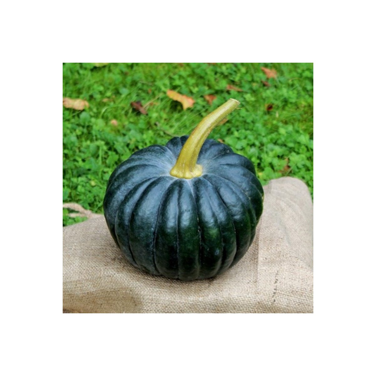 BIO Dýně Black Futsu - Cucurbita moschata - prodej bio semen - 7 ks