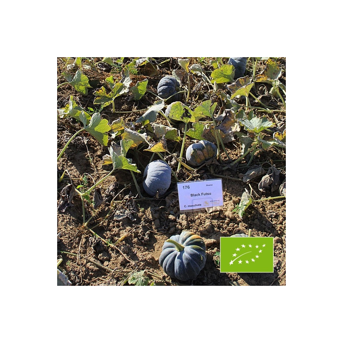 BIO Dýně Black Futsu - Cucurbita moschata - prodej bio semen - 7 ks