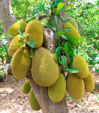 Chlebovník různolistý - Artocarpus heterophyllus - prodej semen - 2 ks