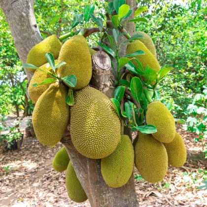 Chlebovník různolistý - Artocarpus heterophyllus - prodej semen - 2 ks