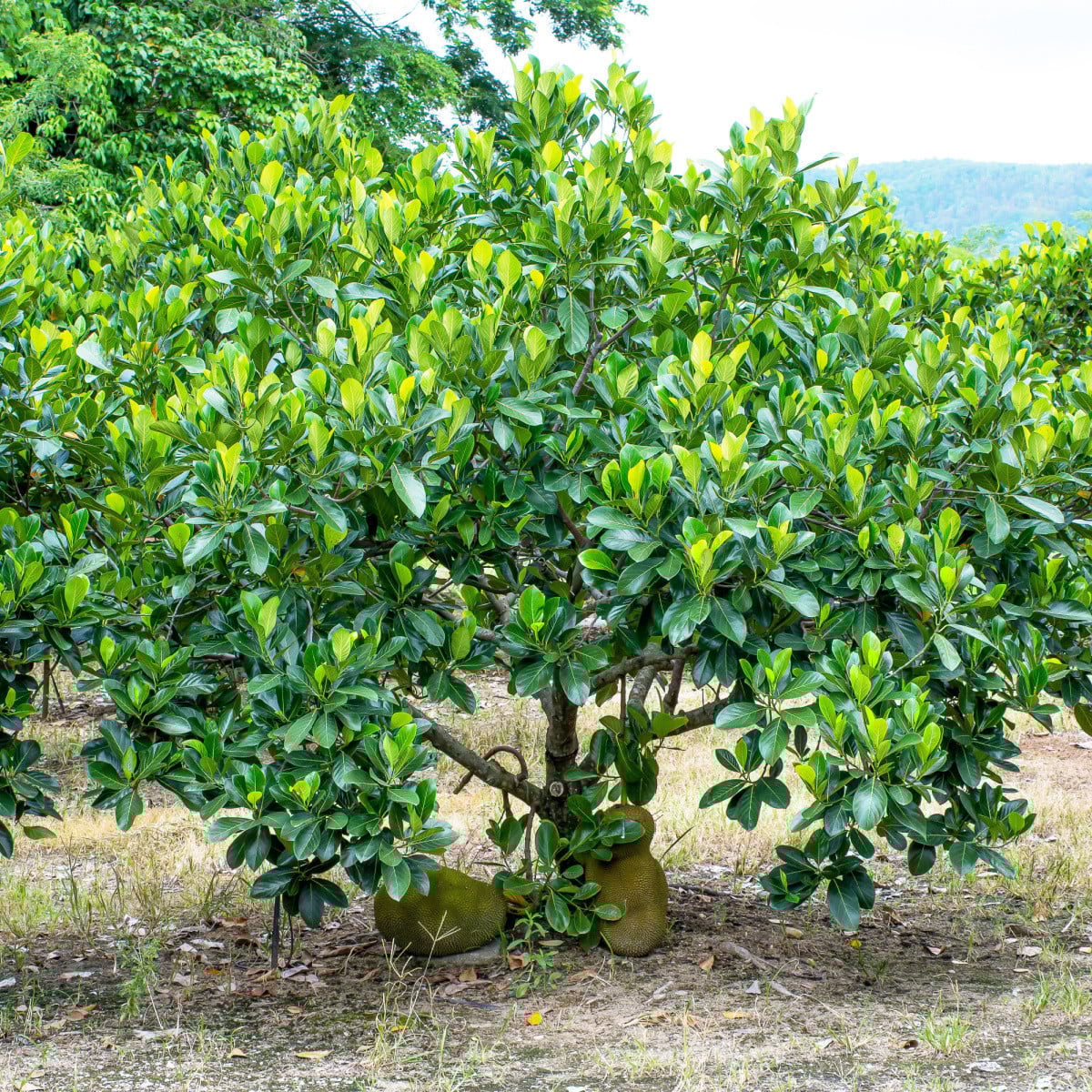 Chlebovník různolistý - Artocarpus heterophyllus - prodej semen - 2 ks
