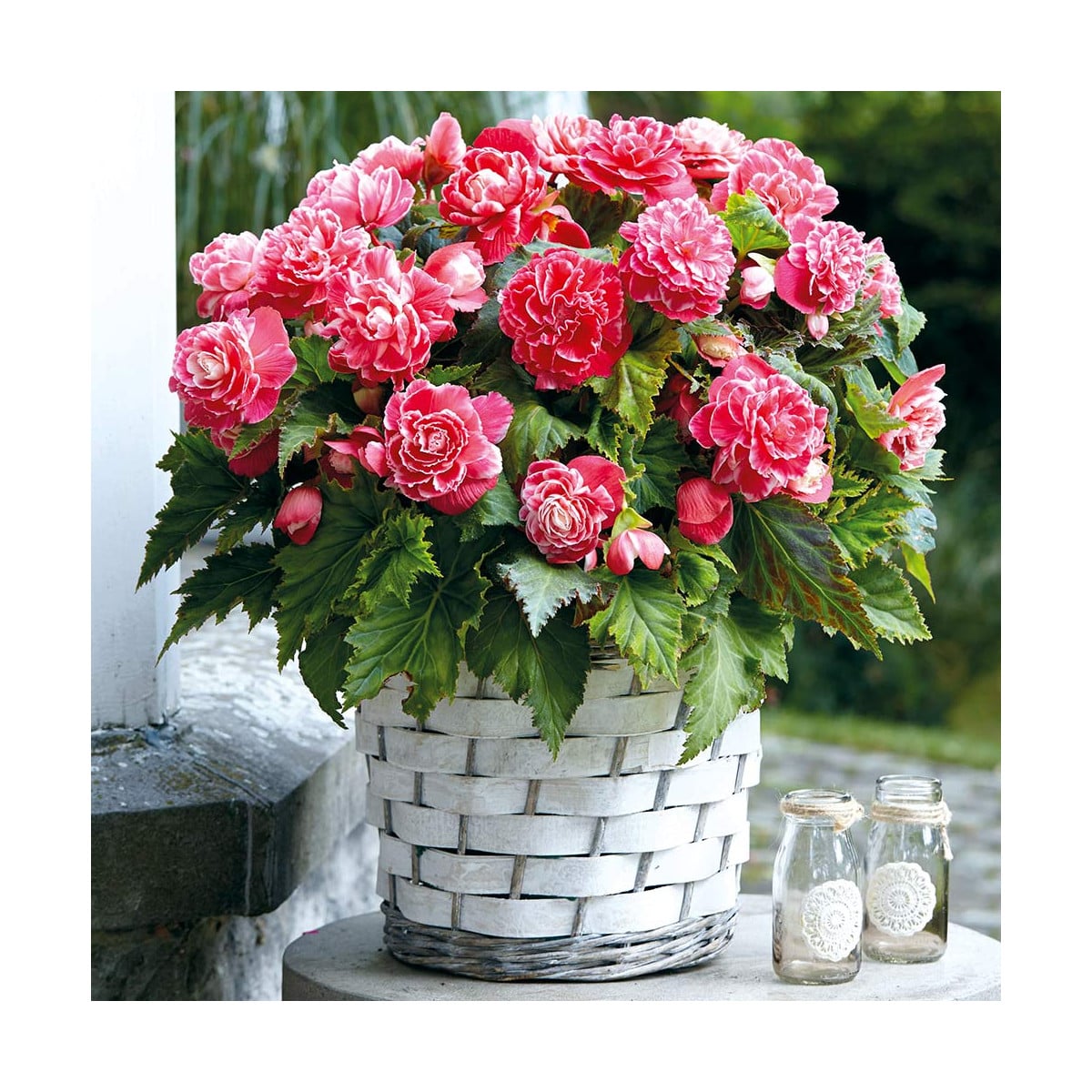Begonie Camellia - Begonia - prodej cibulovin - 2 ks
