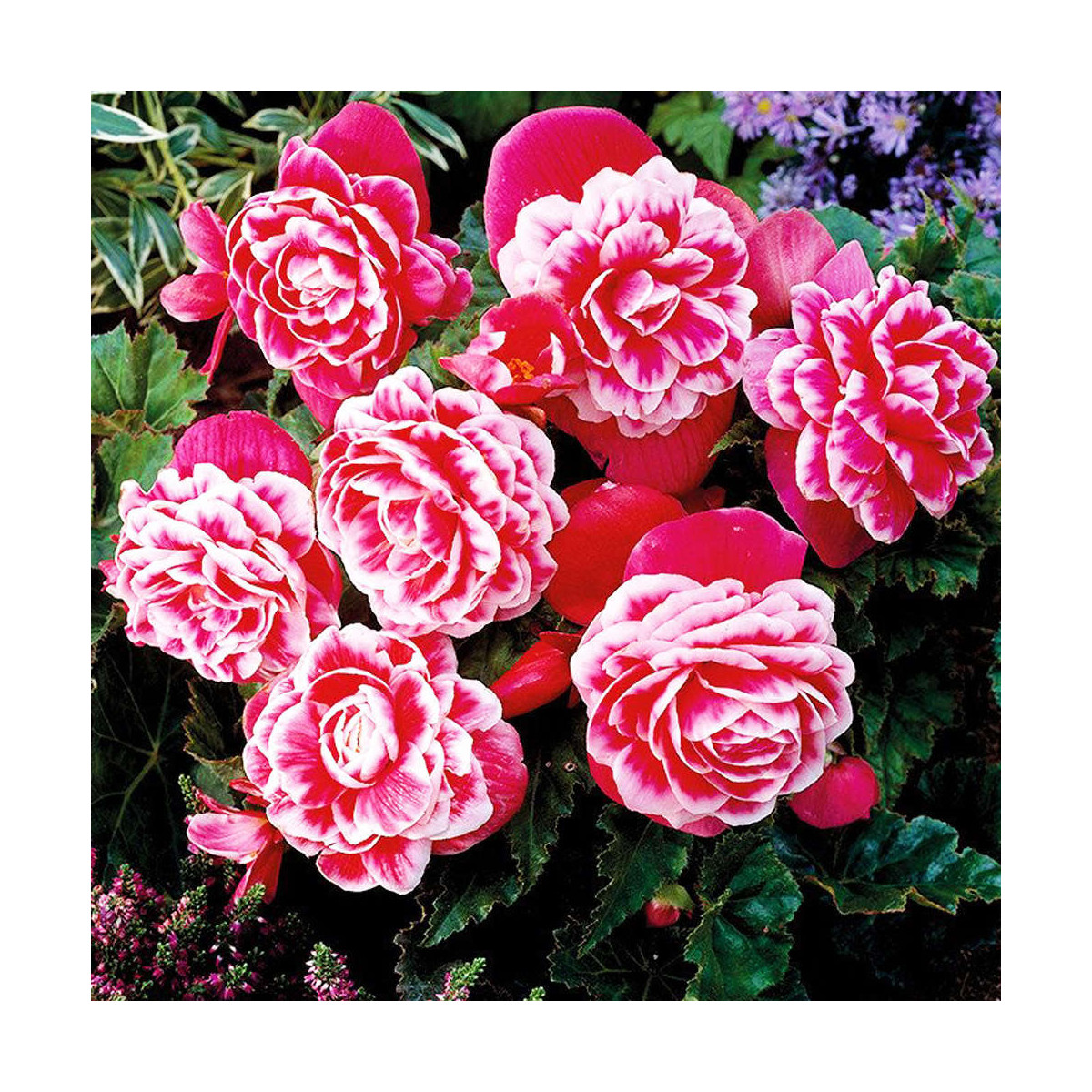 Begonie Camellia - Begonia - prodej cibulovin - 2 ks