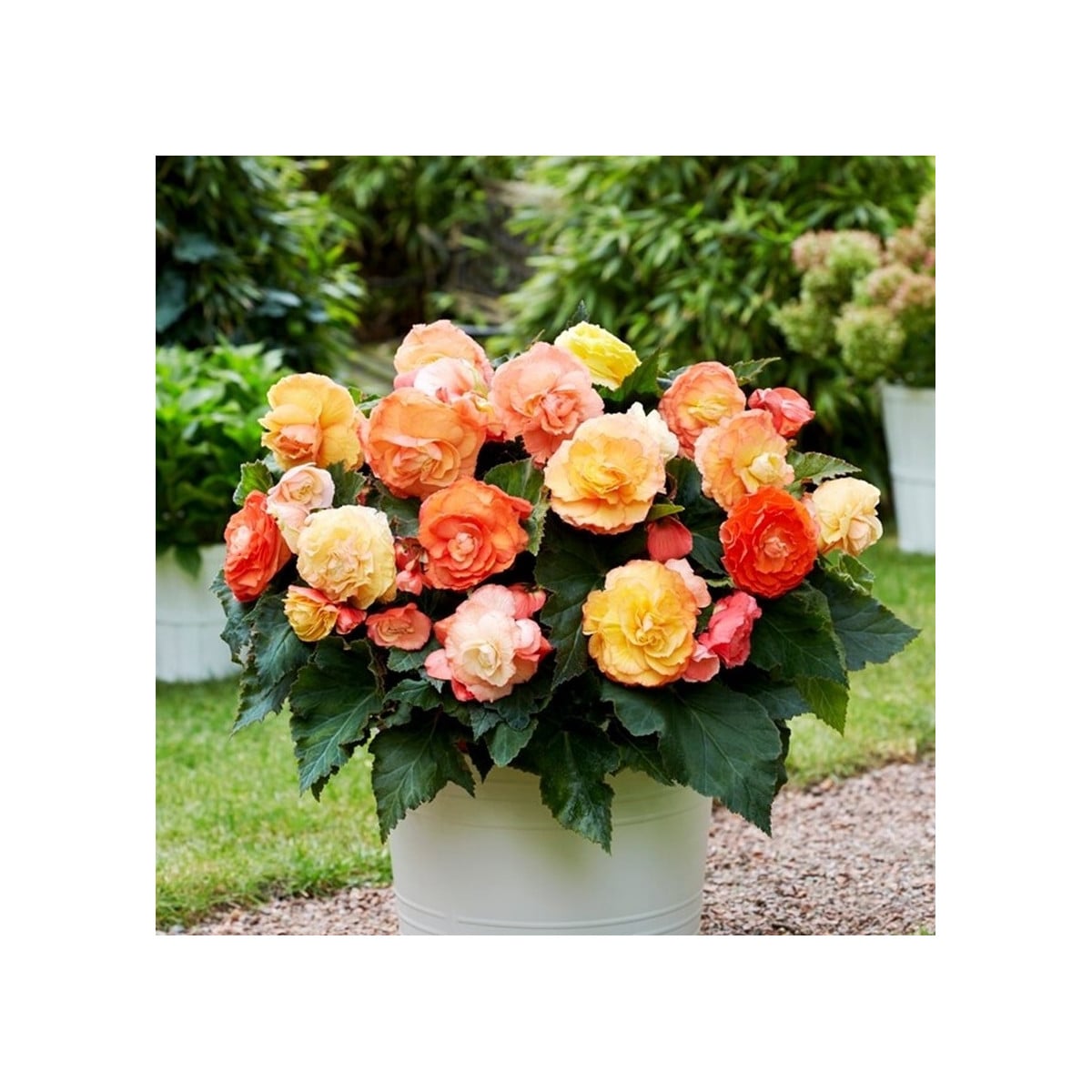 Begonie plnokvětá Bolero - Begonia superba - prodej cibulovin - 2 ks