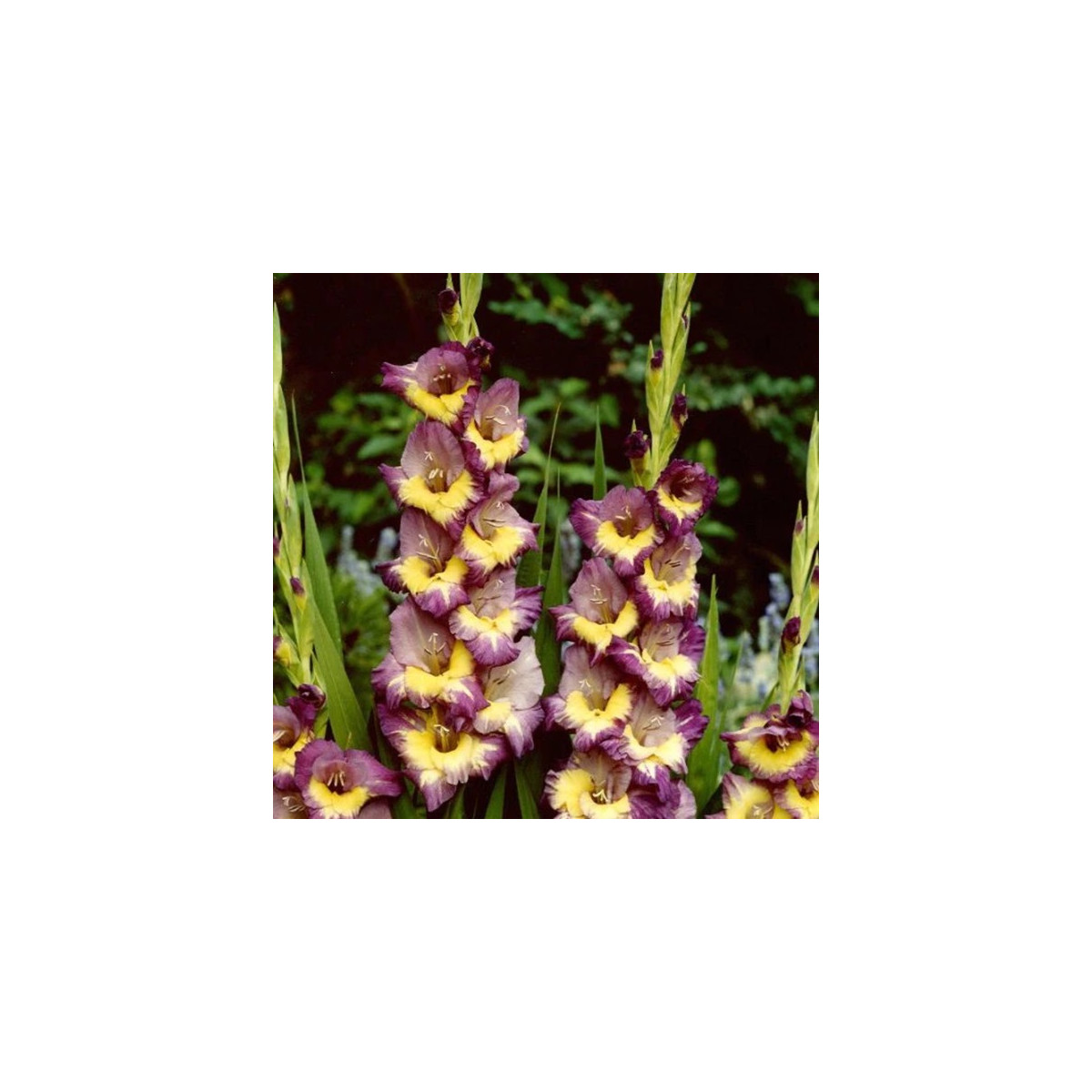 Gladiol Dynamite - Gladiolus - prodej cibulovin - 3 ks