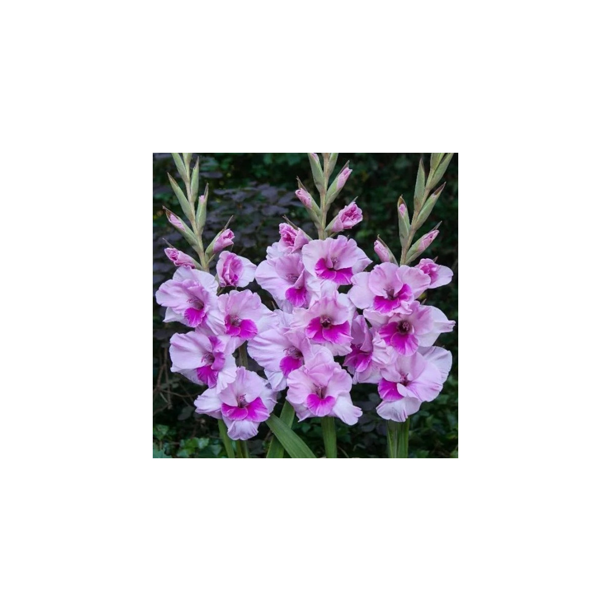 Gladiol Alannah - Gladiolus - prodej cibulovin - 3 ks