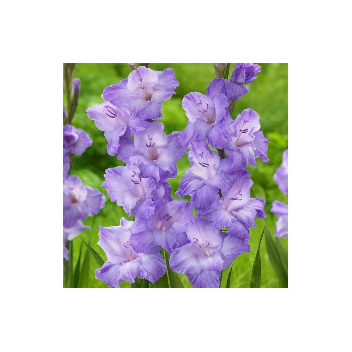 Gladiol Milka - Gladiolus - prodej cibulovin - 3 ks